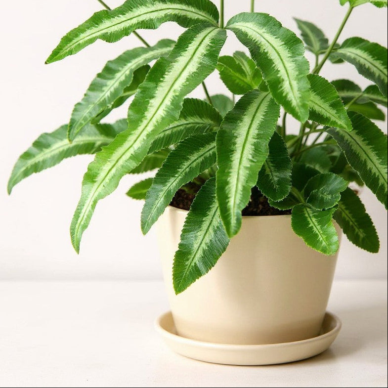 Pteris Cretica Albolineata Silver Ribbon Fern - Pet Safe Non-Toxic Fern Plant