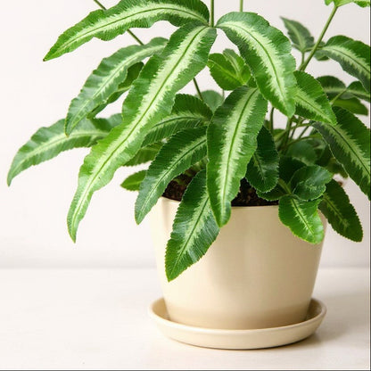 Pteris Cretica Albolineata Silver Ribbon Fern - Pet Safe Non-Toxic Fern Plant