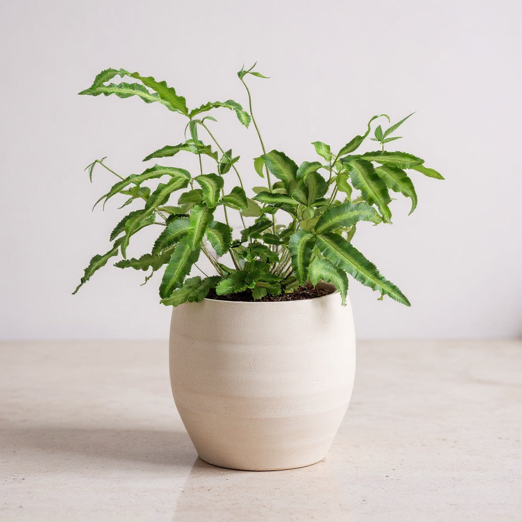 Pteris Cretica Albolineata Silver Ribbon Fern - Pet Safe Non-Toxic Fern Plant