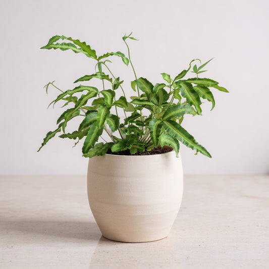 Pteris Cretica Albolineata Silver Ribbon Fern - Pet Safe Non-Toxic Fern Plant