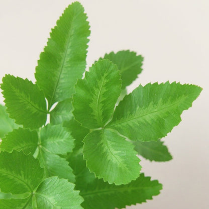 Pteris Cretica Albolineata Silver Ribbon Fern - Pet Safe Non-Toxic Fern Plant