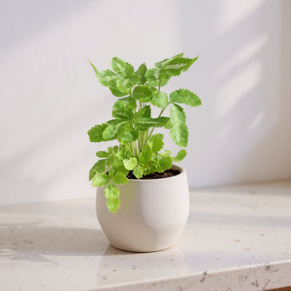 Pteris Cretica Albolineata Silver Ribbon Fern - Pet Safe Non-Toxic Fern Plant
