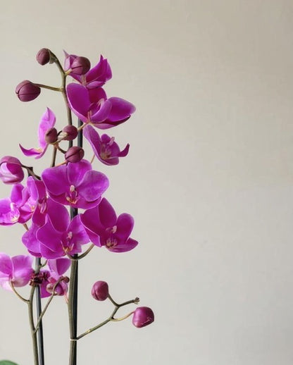 Purple Phalaenopsis Orchid - Pet Safe Non-Toxic Houseplant Easy Care Indoor