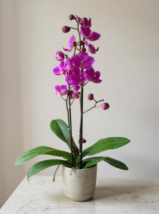Purple Phalaenopsis Orchid - Pet Safe Non-Toxic Houseplant Easy Care Indoor