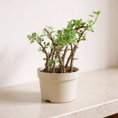 rainbow jade plant Rainbow Elephant Bush Succulent
