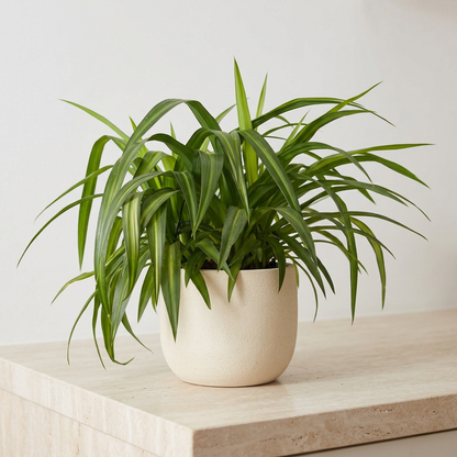 Hawaiian Spider Plant (Chlorophytum comosum)