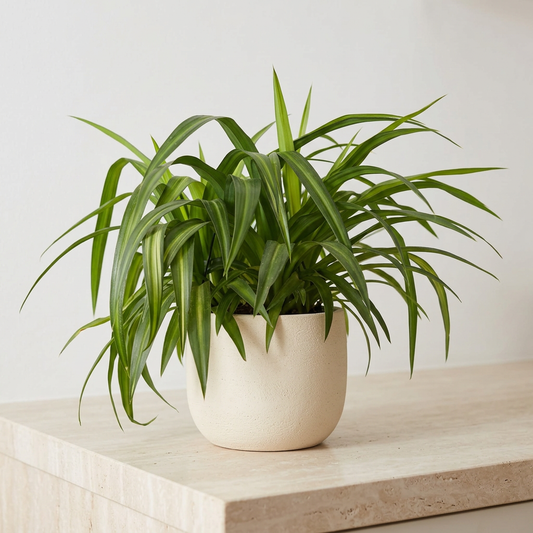 Hawaiian Spider Plant (Chlorophytum comosum)