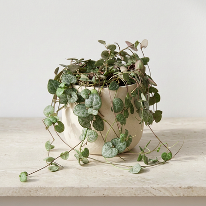 String of Hearts Ceropegia Woodii - Pet Safe Non-Toxic Trailing Heart Shaped Vine