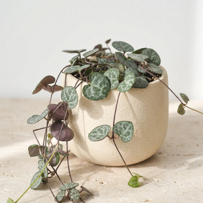 String of Hearts Ceropegia Woodii - Pet Safe Non-Toxic Trailing Heart Shaped Vine