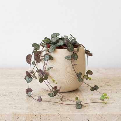 String of Hearts Ceropegia Woodii - Pet Safe Non-Toxic Trailing Heart Shaped Vine