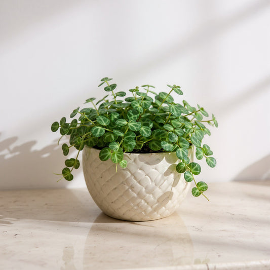 String of Turtles Peperomia prostrata - Pet Safe Non-Toxic Trailing Easy Care
