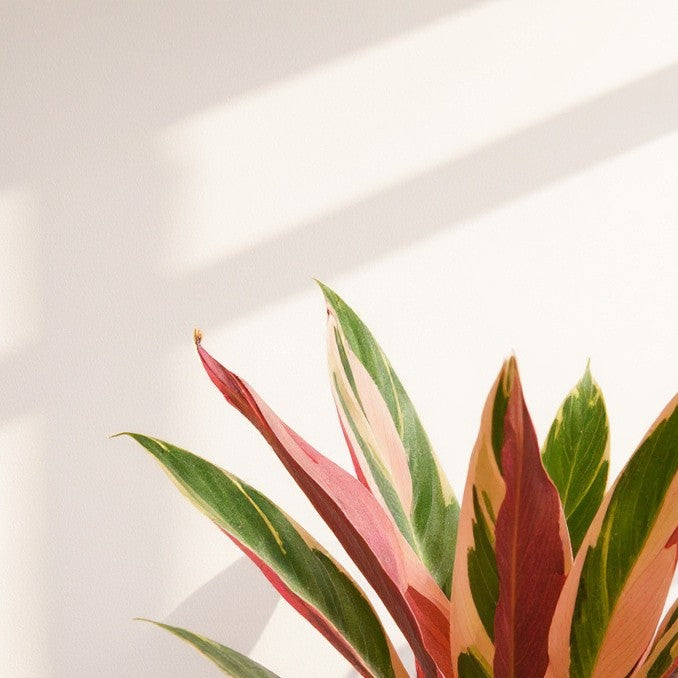 Stromanthe Sanguinea Triostar Plant - Pet Safe Non-Toxic Houseplant