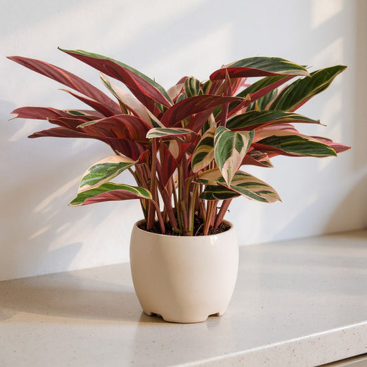 Stromanthe Sanguinea Triostar Plant - Pet Safe Non-Toxic Houseplant