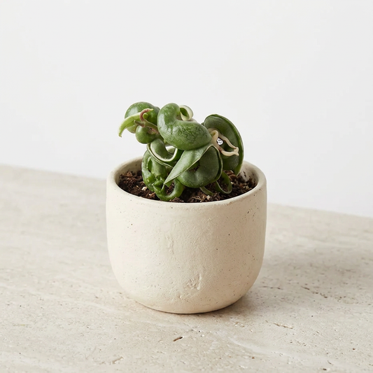 Variegated Hoya Rope Plant Hoya Carnosa Compacta - Pet Safe Non-Toxic Curly Leaf Trailing Houseplant