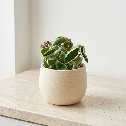 Variegated Hoya Rope Plant Hoya Carnosa Compacta - Pet Safe Non-Toxic Curly Leaf Trailing Houseplant