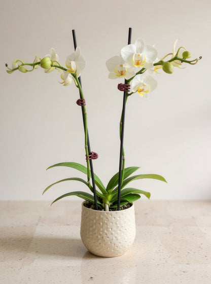 White Phalaenopsis Orchid - Pet Safe Non-Toxic Houseplant Easy Care Indoor