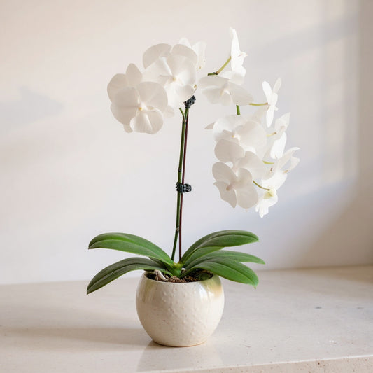 White Phalaenopsis Orchid - Pet Safe Non-Toxic Houseplant Easy Care Indoor