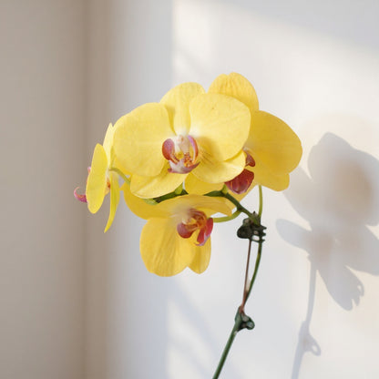 Yellow Phalaenopsis Orchid - Pet Safe Non-Toxic Houseplant Easy Care Indoor