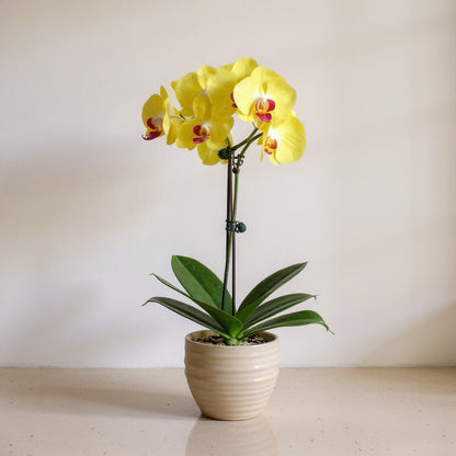 Yellow Phalaenopsis Orchid - Pet Safe Non-Toxic Houseplant Easy Care Indoor