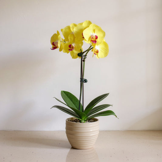 Yellow Phalaenopsis Orchid - Pet Safe Non-Toxic Houseplant Easy Care Indoor
