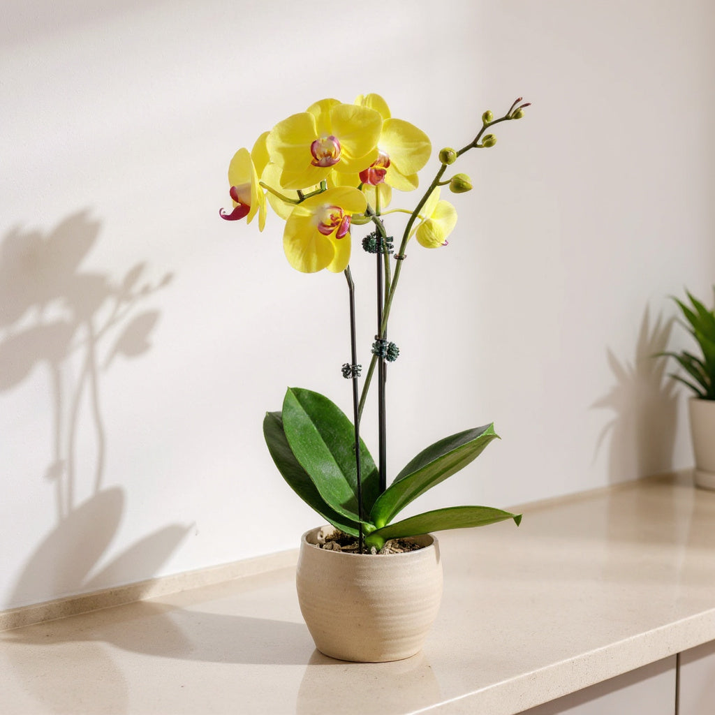 Yellow Phalaenopsis Orchid - Pet Safe Non-Toxic Houseplant Easy Care Indoor