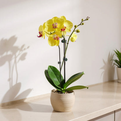 Yellow Phalaenopsis Orchid - Pet Safe Non-Toxic Houseplant Easy Care Indoor
