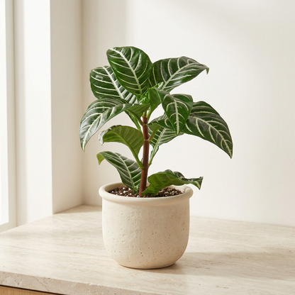 Zebra Plant Aphelandra Squarrosa - Pet Safe Non-Toxic Striped Leaf Flowering Houseplant