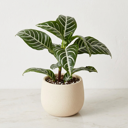 Zebra Plant Aphelandra Squarrosa - Pet Safe Non-Toxic Striped Leaf Flowering Houseplant