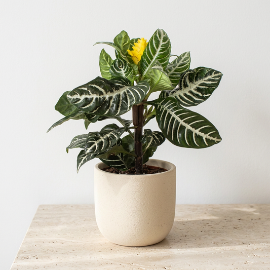 Zebra Plant Aphelandra Squarrosa - Pet Safe Non-Toxic Striped Leaf Flowering Houseplant