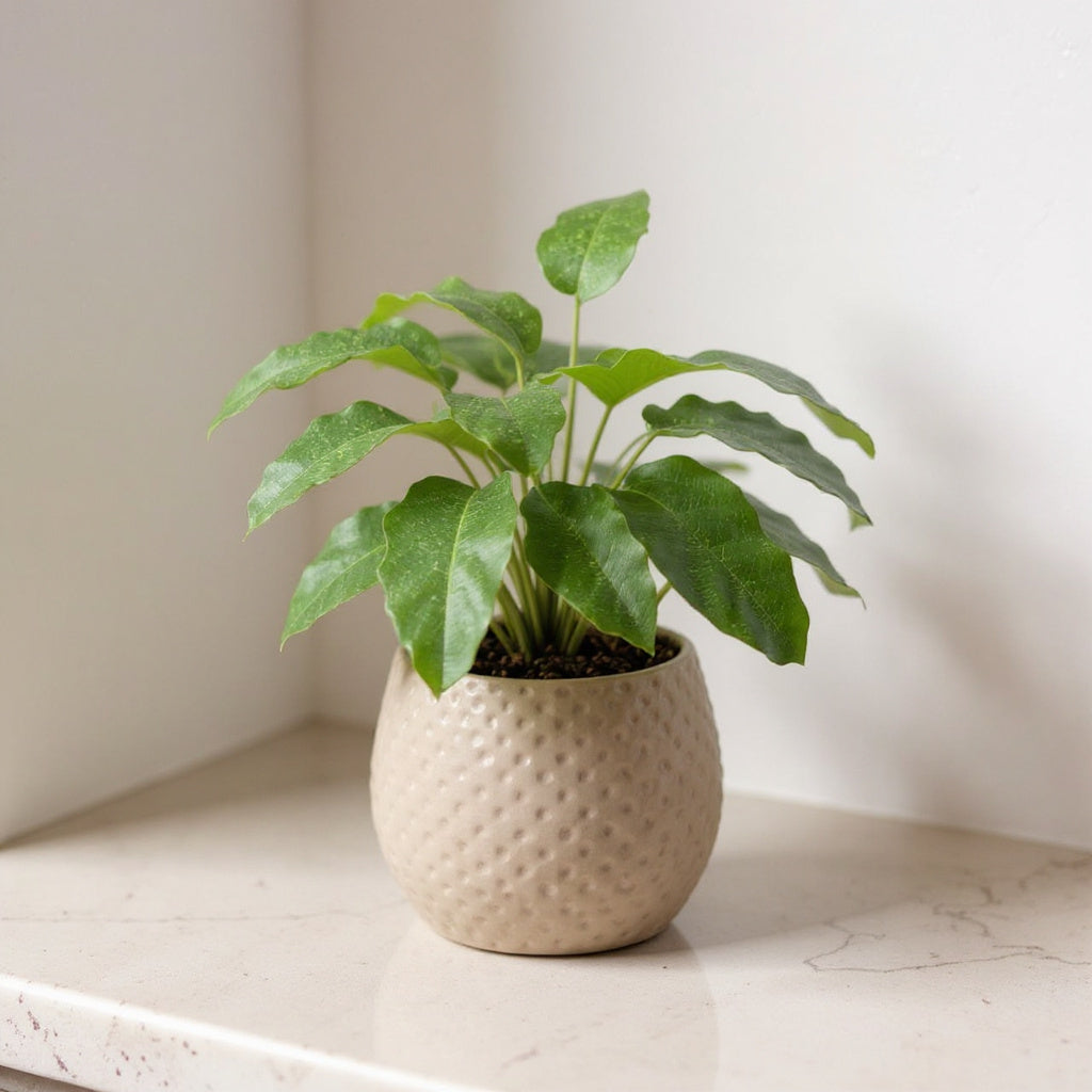 Calathea Musaica Network Plant - Pet Safe Non-Toxic Air Purifying Houseplant